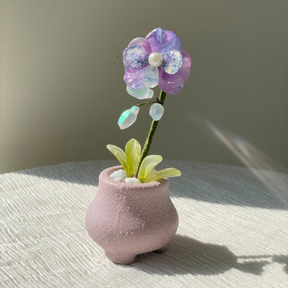 Purple beaded moth orchid in the pictured pink pot — finished example