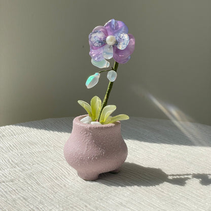 Purple beaded moth orchid in the pictured pink pot — finished example