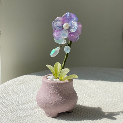 Purple beaded moth orchid in the pictured pink pot — finished example