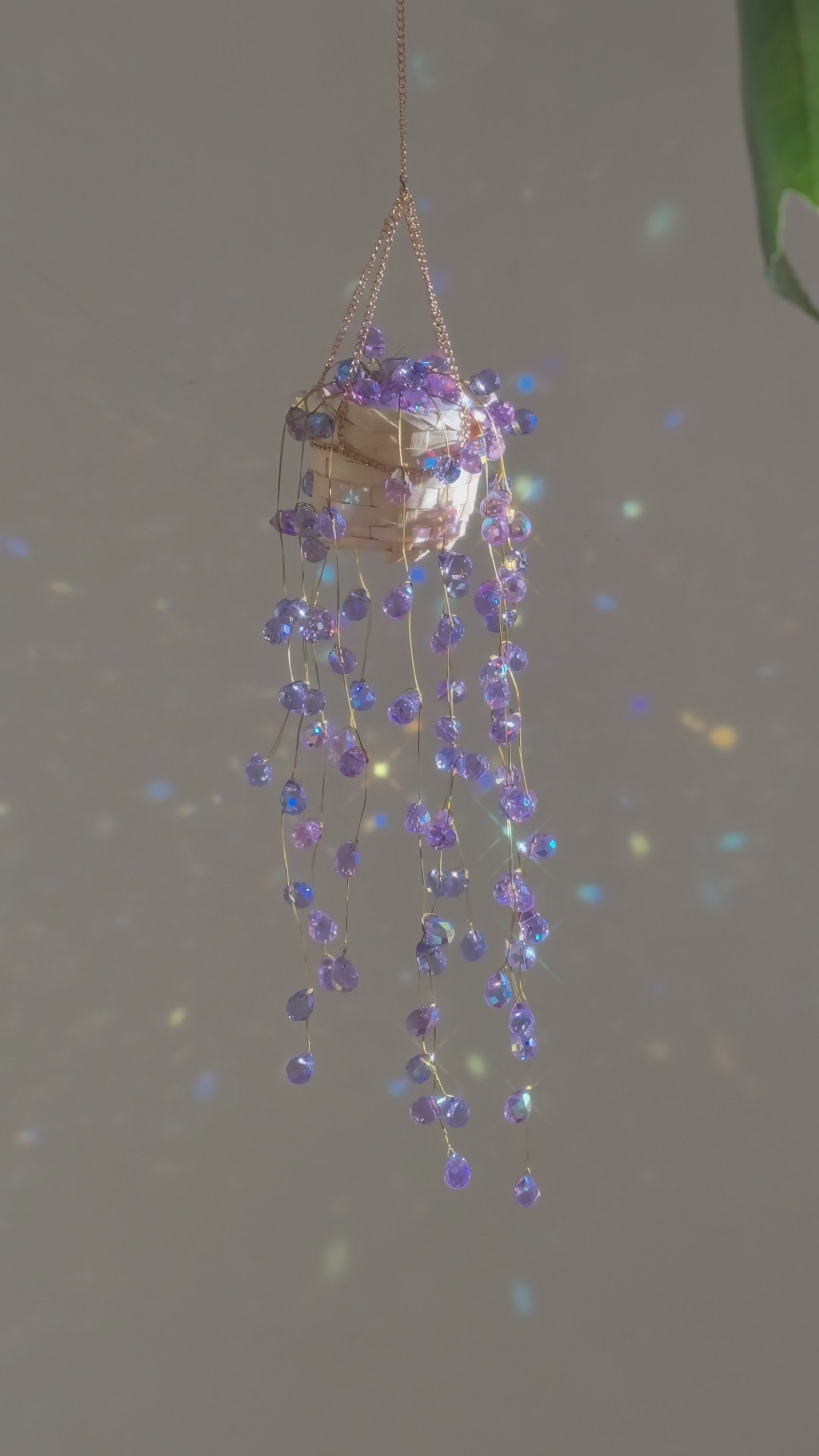 Purple wisteria beaded plant video showing the lilac bead cascade against a grey wall
