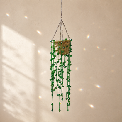 String of Pearls beaded hanging plant DIY kit displayed on a sunlit wall