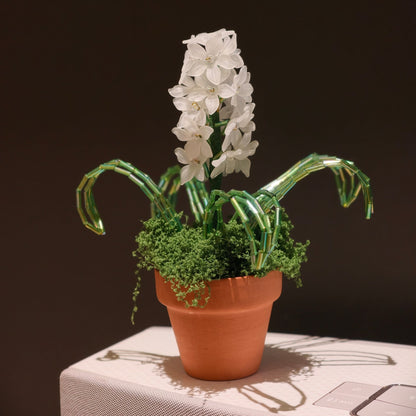 White beaded hyacinth and arching green bead leaves photographed in directional light.